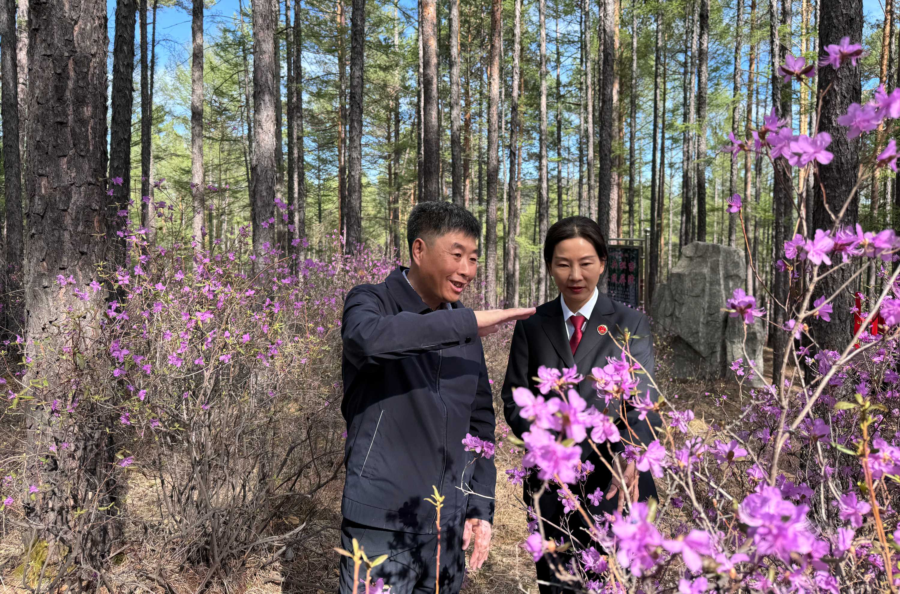【江苏法治报】江苏黑龙江携手保护,让“兴安杜鹃”在大兴安岭上静静绽放
