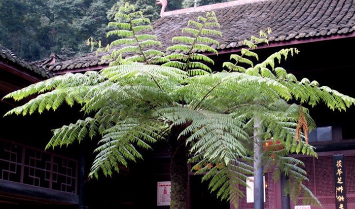【世界野生动植物日】合力关爱野生动植物，司法保护美好家园